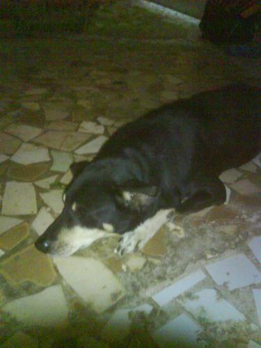 mon chien